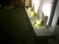 Peyzaj Düzenlemesi